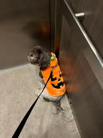 Walk With Amanda - Photo 8 - Car repair in , Bridgeport