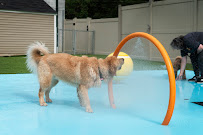 The Dog Stop - Upper St. Clair - Photo 4 - Car repair in Pittsburgh, PA, Pittsburgh