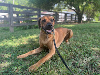 Potomac Paws, LLC - Photo 2 - Car repair in Alexandria, VA, Alexandria