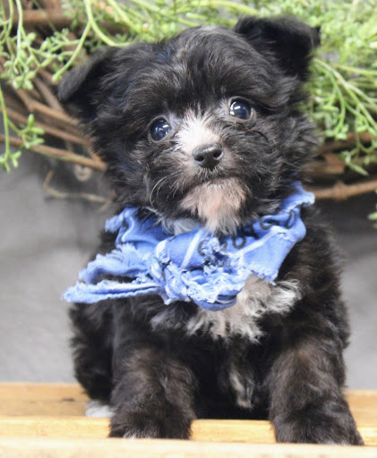 Pet Store «All Pets Club», reviews and photos, 405 Queen St, Southington, CT 06489, USA