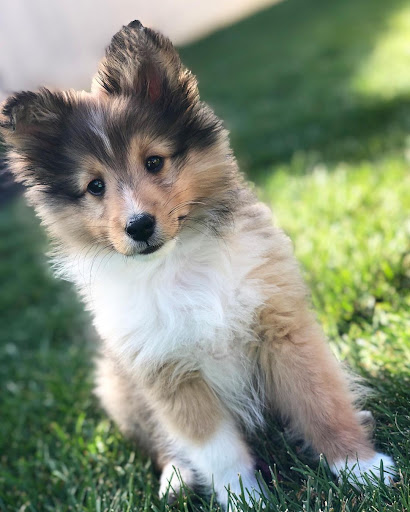 Community Center «Mason Community Center», reviews and photos, 6050 Mason Montgomery Rd, Mason, OH 45040, USA