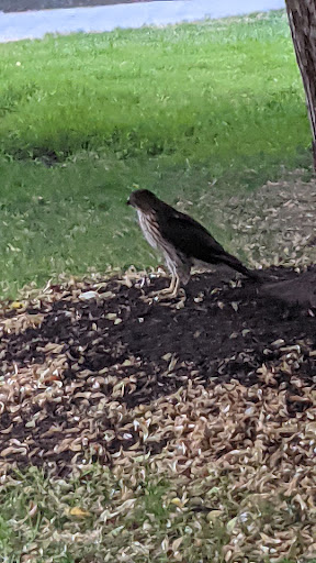 Park «South Park Blocks», reviews and photos, SW Park Ave, Portland, OR 97204, USA