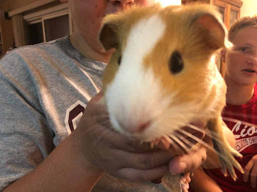 Pet Supply Store «PetSmart», reviews and photos, 12341 Seal Beach Blvd, Seal Beach, CA 90740, USA