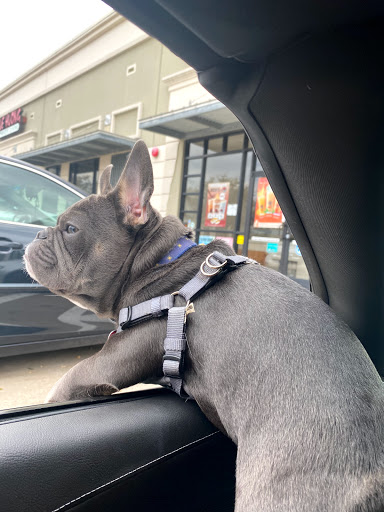 Pet Supply Store «Petco Animal Supplies», reviews and photos, 8700 Preston Rd #105, Plano, TX 75024, USA