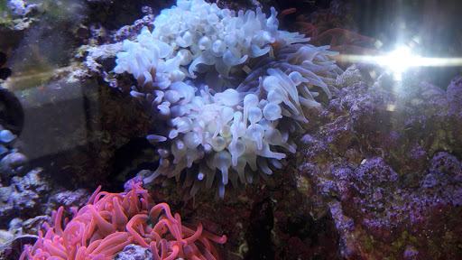 Park «Kawameeh Park», reviews and photos, 1750 Morris Ave, Union, NJ 07083, USA