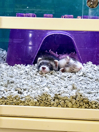 Pet Supply Store «Pet Express», reviews and photos, 180 Commercial St, Lynn, MA 01905, USA