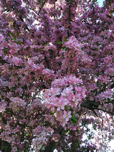 Park «Prestemon Park», reviews and photos, 3900 NE McKinley St, Columbia Heights, MN 55421, USA