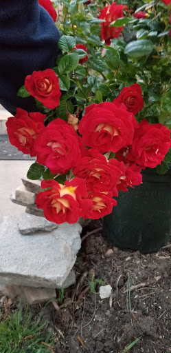 Garden Center «International Garden and Floral Design Center», reviews and photos, 155 N Sepulveda Blvd, El Segundo, CA 90245, USA