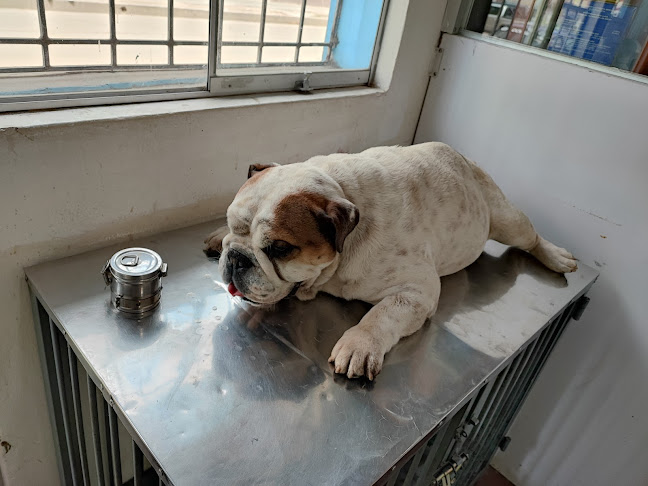 Clínica cachorro veterinaria