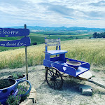 Photo n°2 de l'avis de Antonella.o fait le 04/06/2021 à 09:51 sur le  La Baracchina à Orciano Pisano