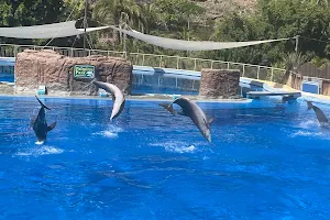 Dolphins image