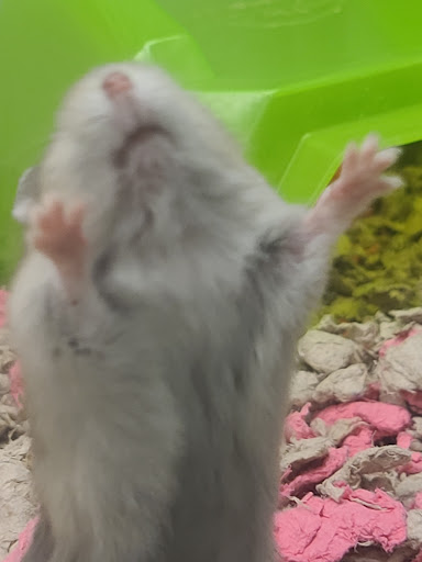 Pet Supply Store «Petco Animal Supplies», reviews and photos, 3680 Spencer Hwy, Pasadena, TX 77504, USA