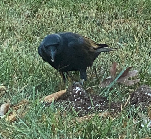 Title Company «All American Title», reviews and photos