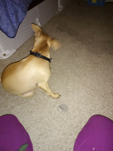 Movie Theater «Cobb Daytona Luxury Theatres», reviews and photos, 1850 Legend lane E100, Daytona Beach, FL 32114, USA