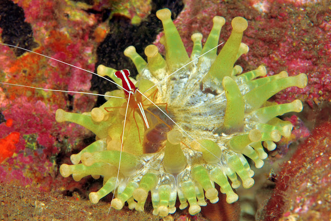 Manta Diving Madeira - Webdesigner