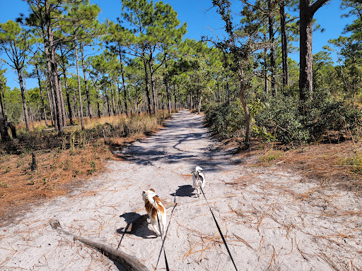 National forest Wilmington