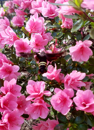 Museum «Tyler Rose Museum & Gift Shop», reviews and photos, 420 Rose Park Dr, Tyler, TX 75702, USA