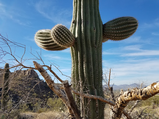Tourist Attraction «Linda Vista Trail», reviews and photos, 730 E Linda Vista Rd, Oro Valley, AZ 85737, USA