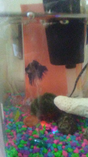 Pet Supply Store «Animal House Pets LLC», reviews and photos, 217 W 14th St, Marshfield, WI 54449, USA