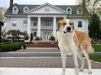 Zen Dog Pet Care - Car repair in , Yonkers - Rated 4.0/5