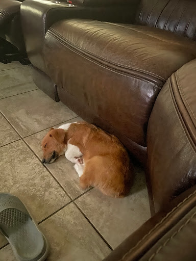 Pet Store «Petland», reviews and photos, 10289 Ulmerton Rd, Largo, FL 33771, USA