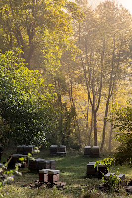 Le Rucher du Saule à Siguer