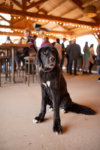 Winery «Treleaven Wines», reviews and photos, 658 Lake Rd, King Ferry, NY 13081, USA