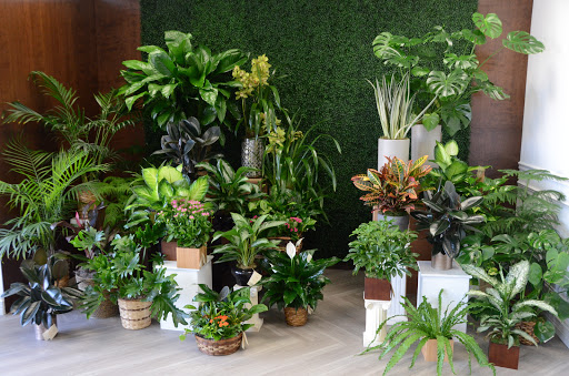 Florist «Royal Petals», reviews and photos, 188 E Wend St, Lemont, IL 60439, USA