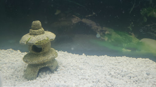 Pet Supply Store «Pet Supplies Plus», reviews and photos, 700 Boston Rd Suite 12b, Billerica, MA 01821, USA