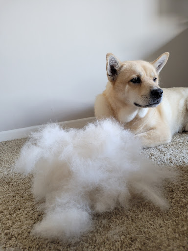 Pet Supply Store «PetSmart», reviews and photos, 3351 Jefferson Davis Hwy, Alexandria, VA 22305, USA