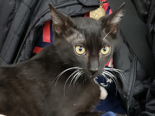 Pet Supply Store «Pet Supermarket, Inc.», reviews and photos, 3911 Lemmon Ave, Dallas, TX 75219, USA