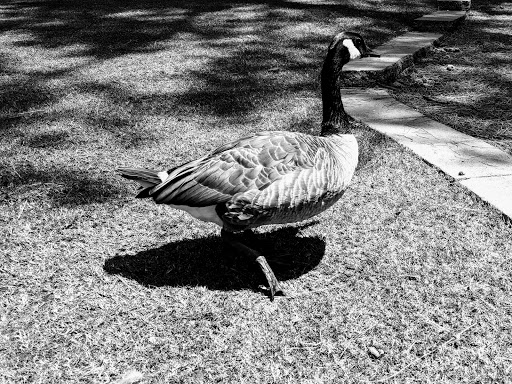 Amphitheater «Koka Booth Amphitheatre», reviews and photos, 8003 Regency Pkwy, Cary, NC 27511, USA