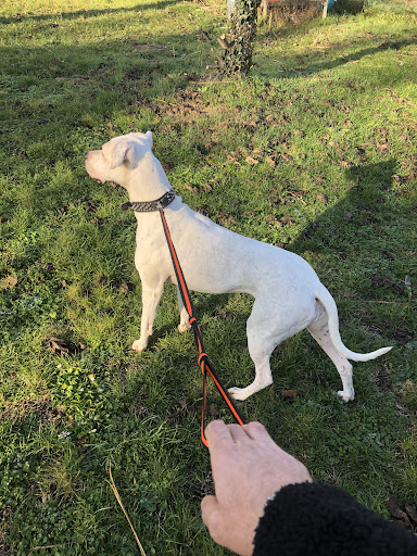 Pensioni per cani e dog hotel a La cuccia di Snoopy