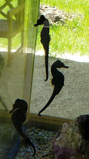 Aquarium «St. Augustine Aquarium», reviews and photos, 2045 FL-16, St Augustine, FL 32084, USA