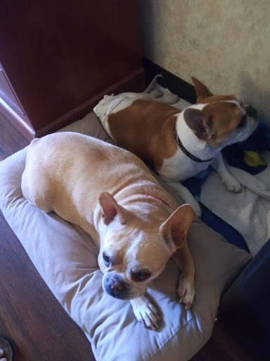 Pet Supply Store «Petco Animal Supplies», reviews and photos, 85 State St, Orem, UT 84058, USA