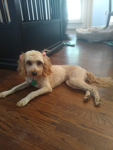 Pet Boarding Service «Coddled Critters Pet Resort and Spaw», reviews and photos, 80 Pacific Ave, North Salt Lake, UT 84054, USA