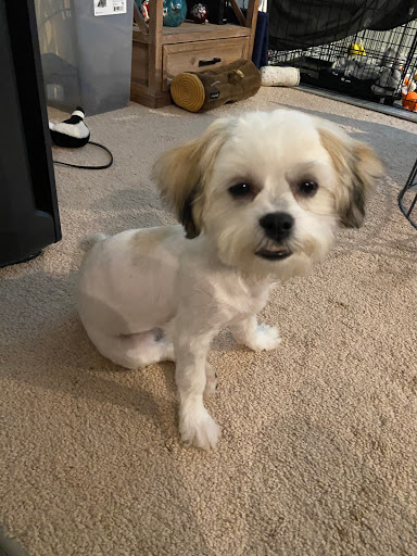 Pet Supply Store «Petco Animal Supplies», reviews and photos, 175 Grandview Blvd #600, Madison, MS 39110, USA