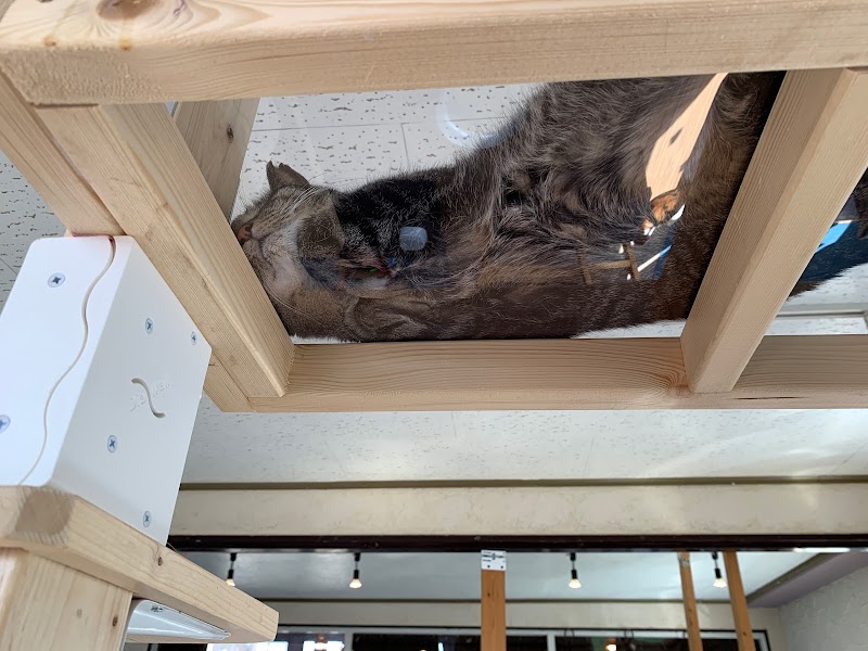 保護猫カフェfunnycat 埼玉県狭山市入間川 ペット里親サービス グルコミ