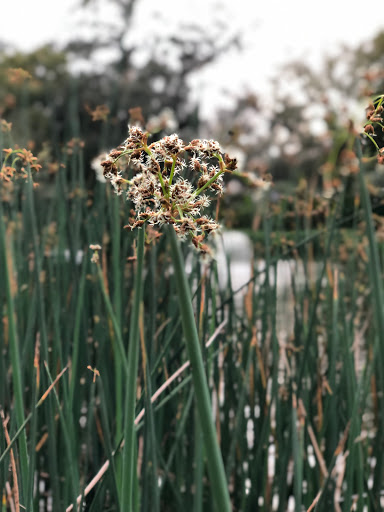 Country Club «Palma Ceia Golf & Country Club», reviews and photos, 1601 S MacDill Ave, Tampa, FL 33629, USA