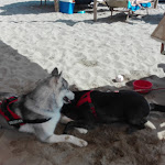 Photo n°1 de l'avis de Salomon.a fait le 10/07/2018 à 05:36 sur le  Fuorirotta Beach Club à Marina di Grosseto