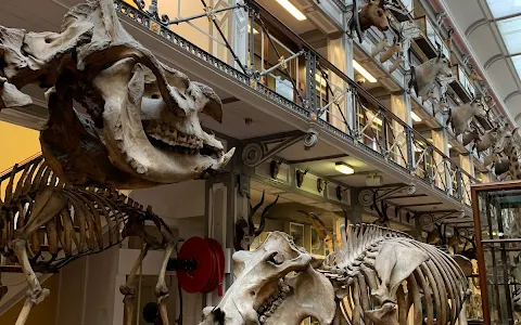 National Museum of Ireland - Natural History image