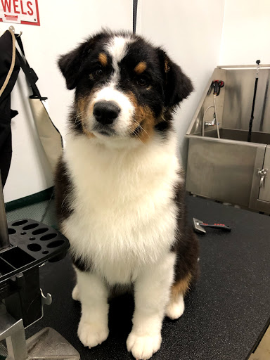 Home Improvement Store «Tractor Supply Co.», reviews and photos, 4601 E Grand River Ave, Howell, MI 48843, USA