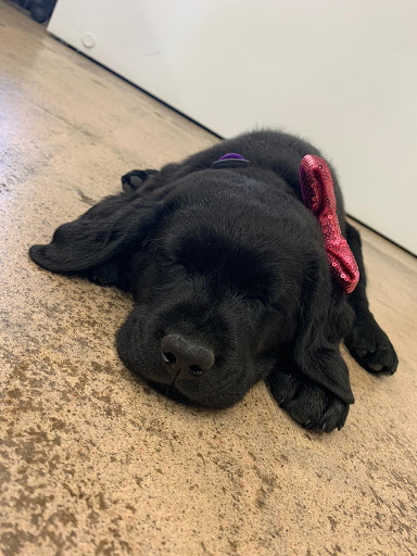 Pet Supply Store «Thomaston Feed of Cheshire», reviews and photos, 851 S Main St, Cheshire, CT 06410, USA