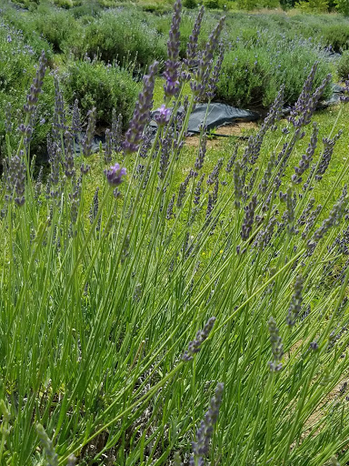 Tourist Attraction «Peaceful Acres Lavender Farm», reviews and photos, 2387 Co Rd 80, Martinsville, OH 45146, USA