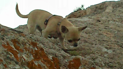 Peluquería canina Amazonia - Servicios para mascota en Almería