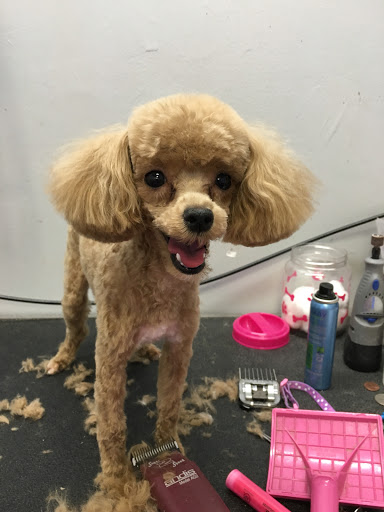 Dog In Suds Grooming