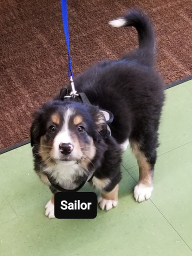 Pet Supply Store «Animal Krackers Inc», reviews and photos, 232 Main St, Gloucester, MA 01930, USA