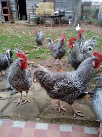 Photos du propriétaire du Restaurant La Poule Grasse à Chantemerle-les-Blés - n°14