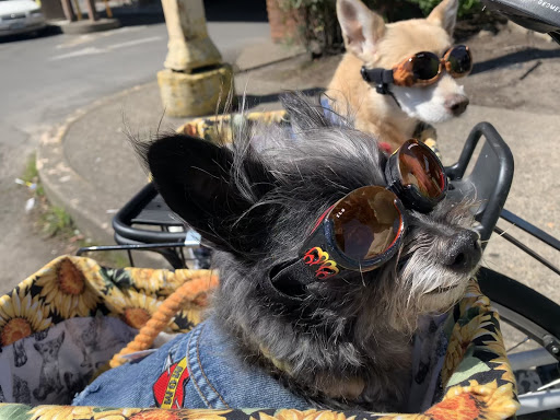 Pet Groomer «All American Pet», reviews and photos, 1833 Pioneer Pkwy E, Springfield, OR 97477, USA