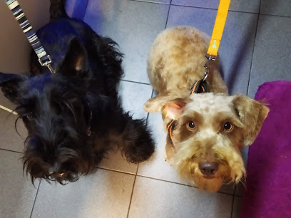 Peluquería Canina &quot;Las Kontxas&quot; - Servicios para mascota en Vitoria-Gasteiz